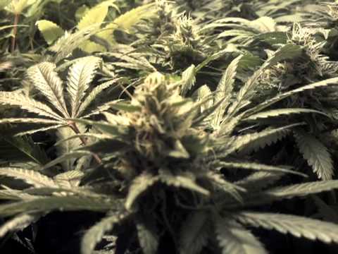 2x4 600 watt medical marijuana grow op