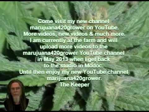 Marijuana Cannabis Grower 420 Marijuana Harvest