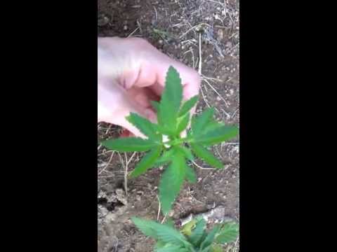 One Male Hemp plant and One Female Marijuana mother