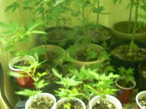 Pot-Based Industries presents Deen's D.I.Y. Fully Legal Marijuana Veg Room, Part 1