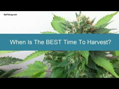 When is Best Time To Harvest Marijuana - Cannabis Home Grow