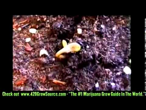 Marijuana Selecting Seeds & Germinating - How To Grow Weed Part 4 - UNBELIEVABLE BUDS!!! Guide