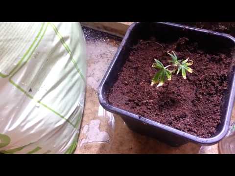 Growing Marijuana in Coco Coir