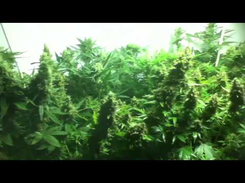 Indoor Grow Marijuana Feb 2011 Episode 4 Harvest