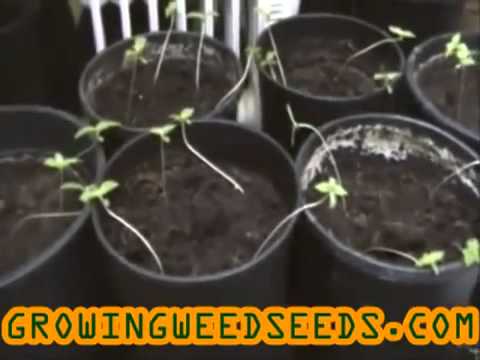 How to Germinate Marijuana Seeds __ part 3 __ Quick and Easy Method of Germinating Marijuana Seeds