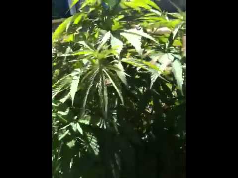 Outdoor Medical Grow 2013 Kush Chronicles #16 Update