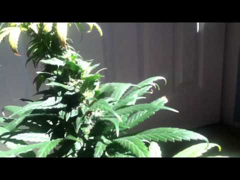 marijuana plants 8 weeks flowering