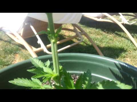 Week 3 of first marijuana grow!