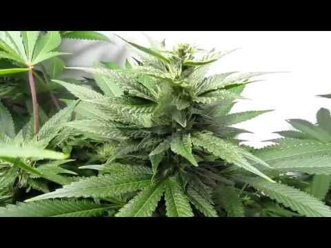 Growing four Marijuana strains in my grow box