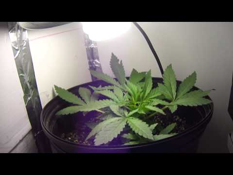 25 days from seed update, First Marijuana Grow (closet grow)