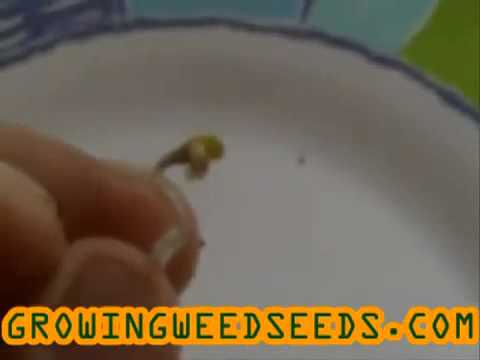 How to Germinate Marijuana Seeds __ part 2 __ Quick and Easy Method of Germinating Marijuana Seeds