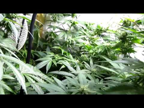 Super Cropping Marijuana plants