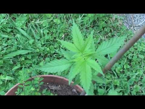 GROWING CANNABIS / marijuana