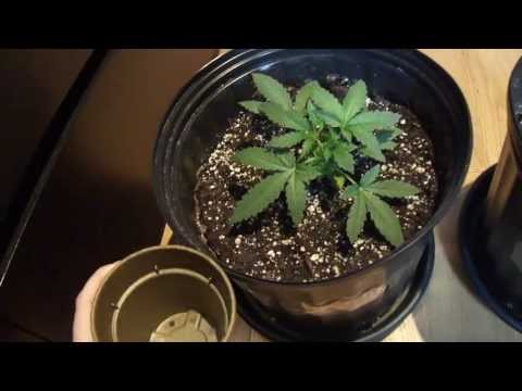 3 week old marijuana plant (First time grower) Closet Grow