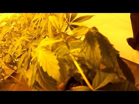DWC cannabis grow room 6
