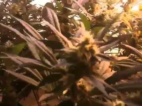 Medical Marijuana Grow. Semi-Pro