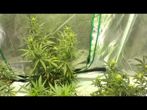 How To Grow Cannabis Perpetual Grow Heavy Duty Fruity, Dairy Queen, Stacked Kush
