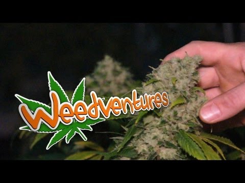 Weedventures - Denver 4/20 High Times Part 1