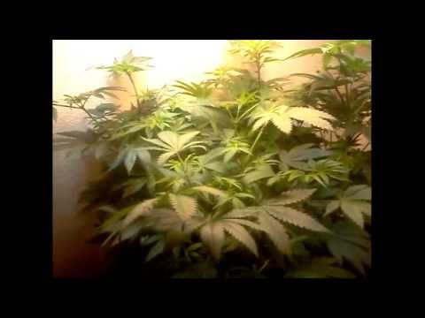 CFL -- Closet Grow (Extremely Low Budget) wk#8