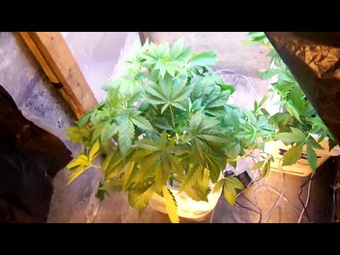 DWC cannabis grow room update 8, root heat stress talk, root clean up
