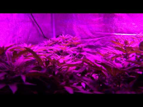 GrowBlu 500W LED Grow - Girl Scout Cookies & Frog Fart - Day 4 Flower