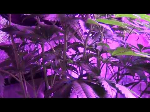 RADIANT LED L4A Series 10 Grow - Girl Scout Cookies | Fire OG | Dawg Poo - Day 4 Flower