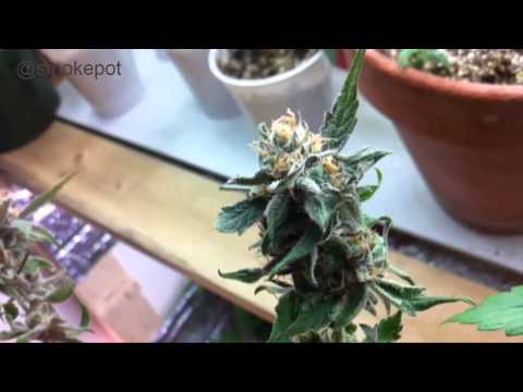 Grow Room Update and Juicing Dieseltonic, The CBD Rich Cannabis Strain