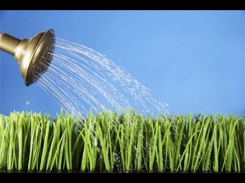 Watering Your Plants (For Beginners)