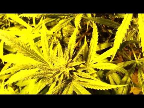 Tokin' with Tyler Episode 11 (Finally!): The Grow Room (Part 1)