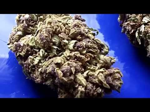 Ep 315 Purple Kush Auto Flower 720p Medical Marijuana Strain Weed Review Buddha seeds