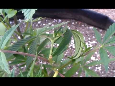 Broken top on cannabis: Update!!!