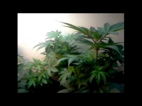 CFL -- Closet Grow (Extremely Low Budget) wk#6