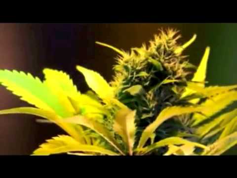 Cannabis Timelapse