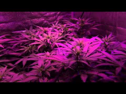 GrowBlu 500W LED Grow - Girl Scout Cookies & Frog Fart - Day 9 Flower