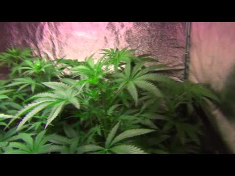 RADIANT LED L4A Series 10 Grow - Girl Scout Cookies | Fire OG | Dawg Poo - Day 9 Flower