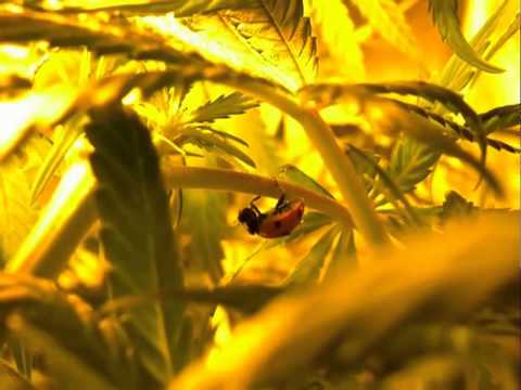 Legalización Cannabis España
