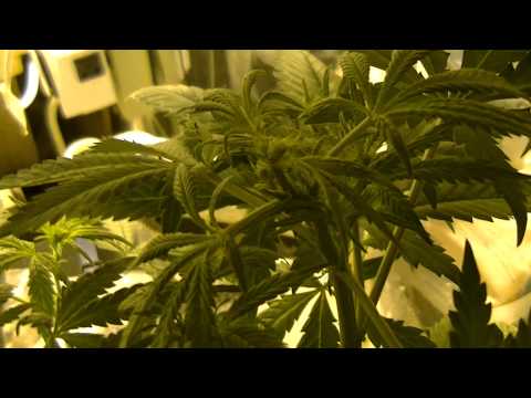 halfbaked420guys how to top your plants