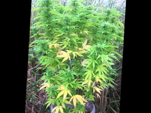 Copy of Outdoor Marijuana Grow 2011 Season