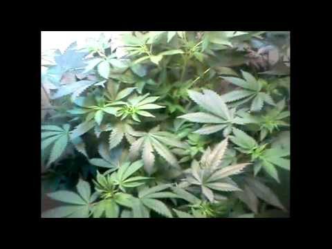 CFL -- Closet Grow (Extremely Low Budget) wk#9