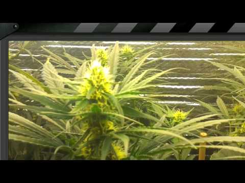 Cfl Grow Box 1100 watt equivalent #4