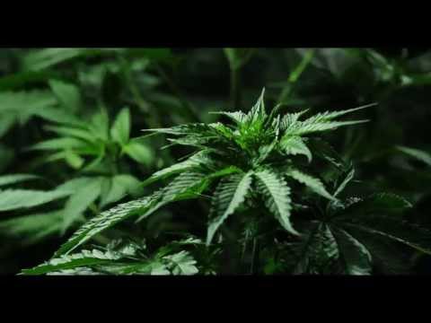 My DIY Medical Marijuana Grow