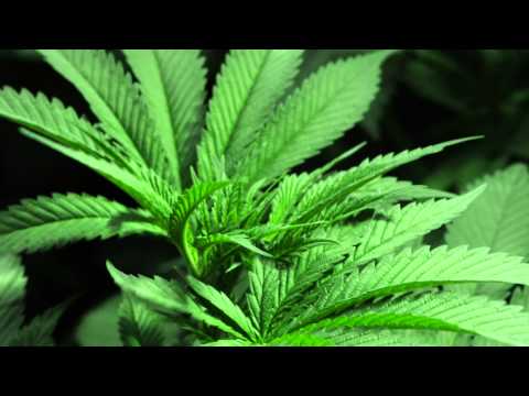 Medical Marijuana Grow - vegetative growth stage - day 50