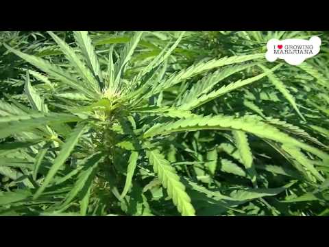 Outdoor Marijuana Growing - Huge Farm