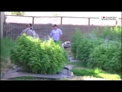 Grow Marijuana Outdoors In Backyard