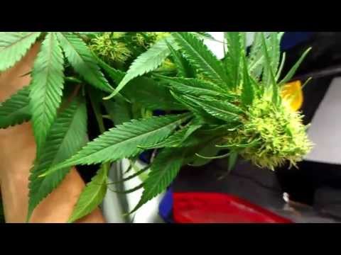 Cannabis Grow: Sour Lemon Kush Week 8; Northern Lights Week 2 flowering