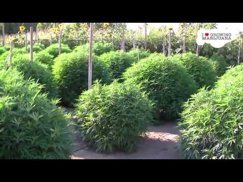 How To Grow Marijuana In Your Backyard