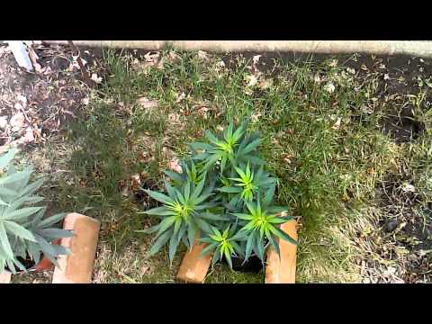 Marijuana Grow #7