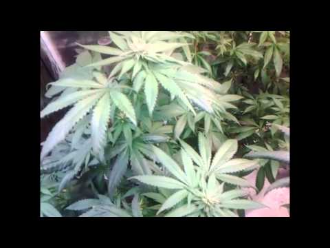 cannabis flower update and special thanx to C CASADOS Hater