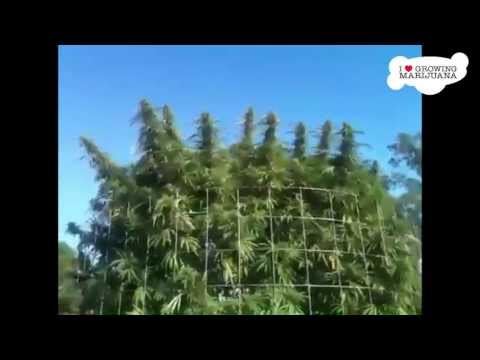 Huge Outdoor Marijuana Farm