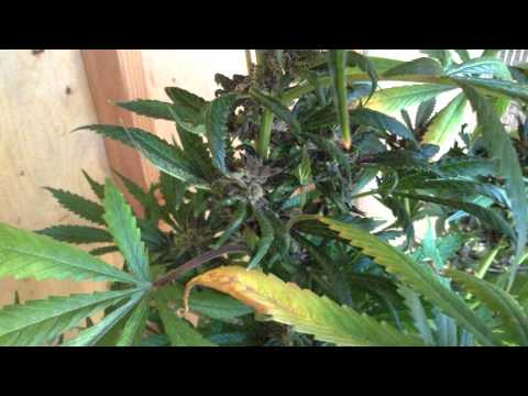 Tokin' with Tyler Episode 12: The Grow Room (Part 2: Flushing the Babes!)